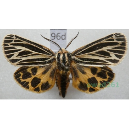 Grammia virgo (Linnaeus, 1758) USA96d